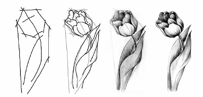Как нарисовать тюльпаны Схема 4