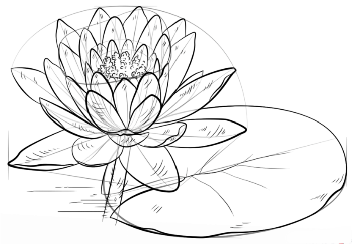 Как рисовать лилию