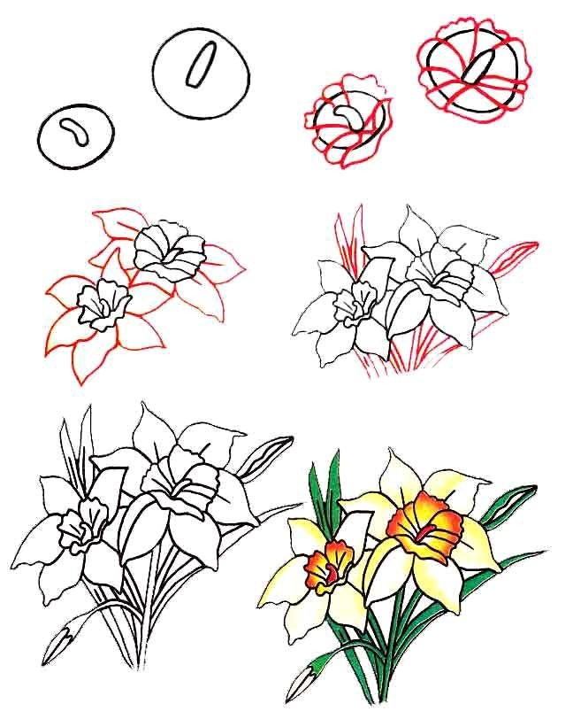 Як намалювати квітку Нарцис, фото