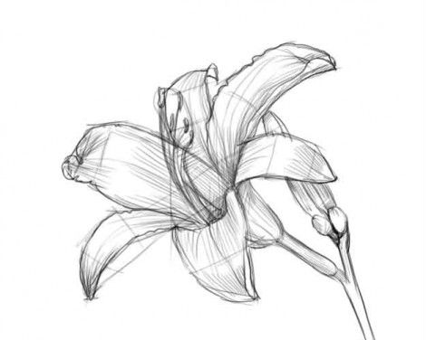 Как нарисовать лилию карандашом