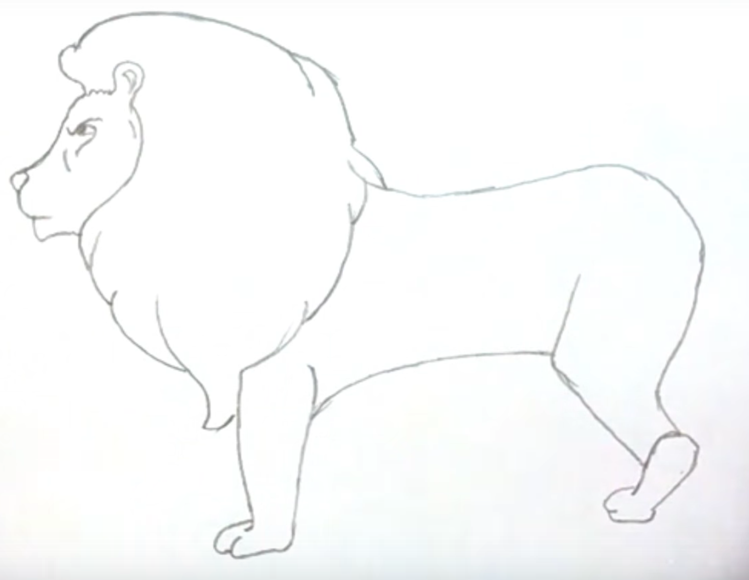 рисунок льва карандашом для начинающих фото 2