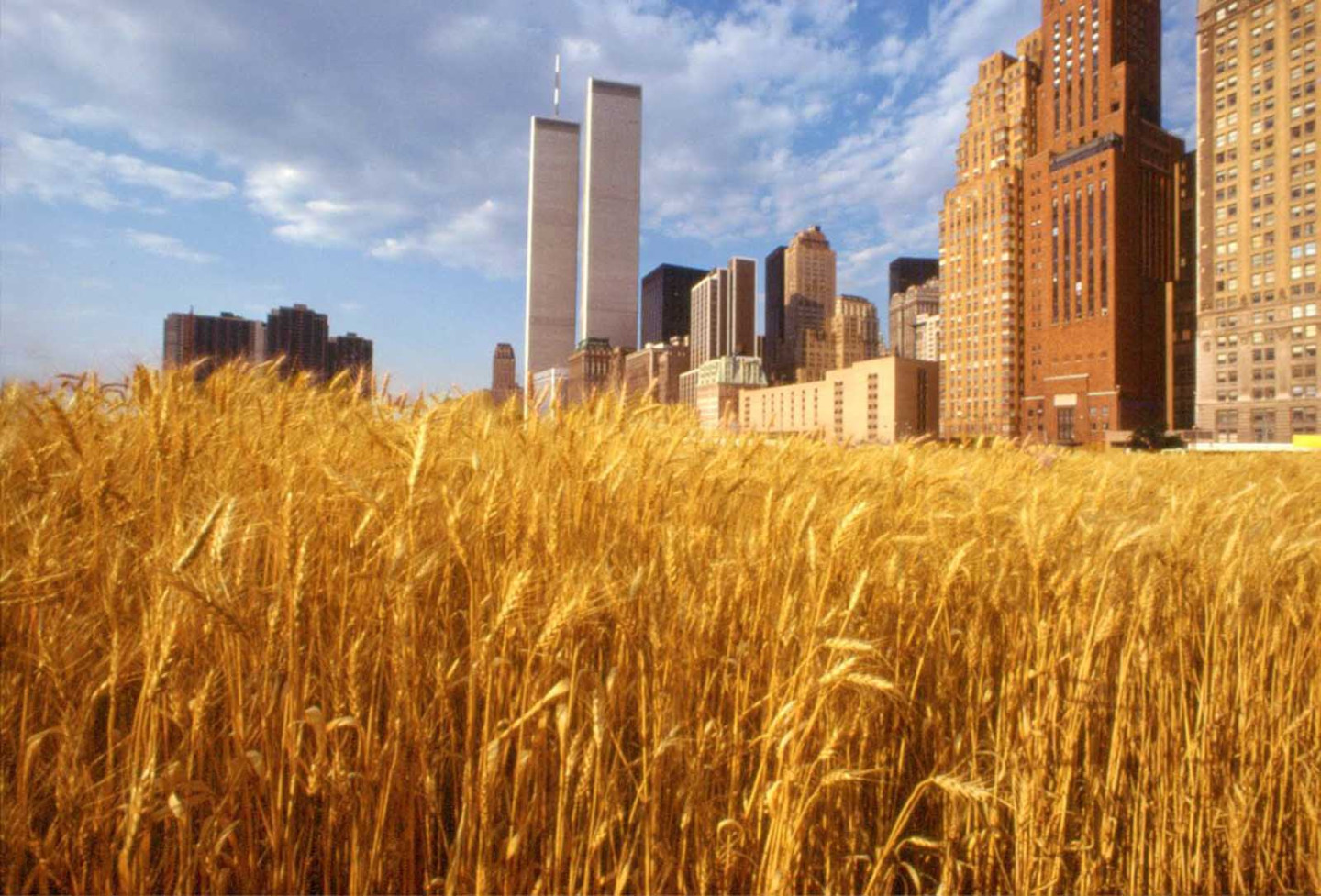 Агнес Денес, «Поле пшеницы — конфронтация», Нью-Йорк, 1982