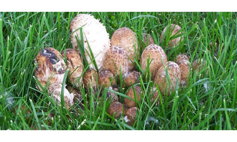 The Shaggy Mane mushroom is one of the many edible mushrooms that grow in Alberta. Credit: Paul Swanson 3 tips on how to distinguish an edible mushroom from a poisonous one
