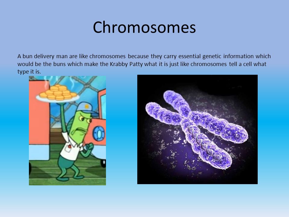 A bun delivery man are like chromosomes because they carry essential genetic information which would be the buns which make the Krabby Patty what it is just like chromosomes tell a cell what type it is. Chromosomes