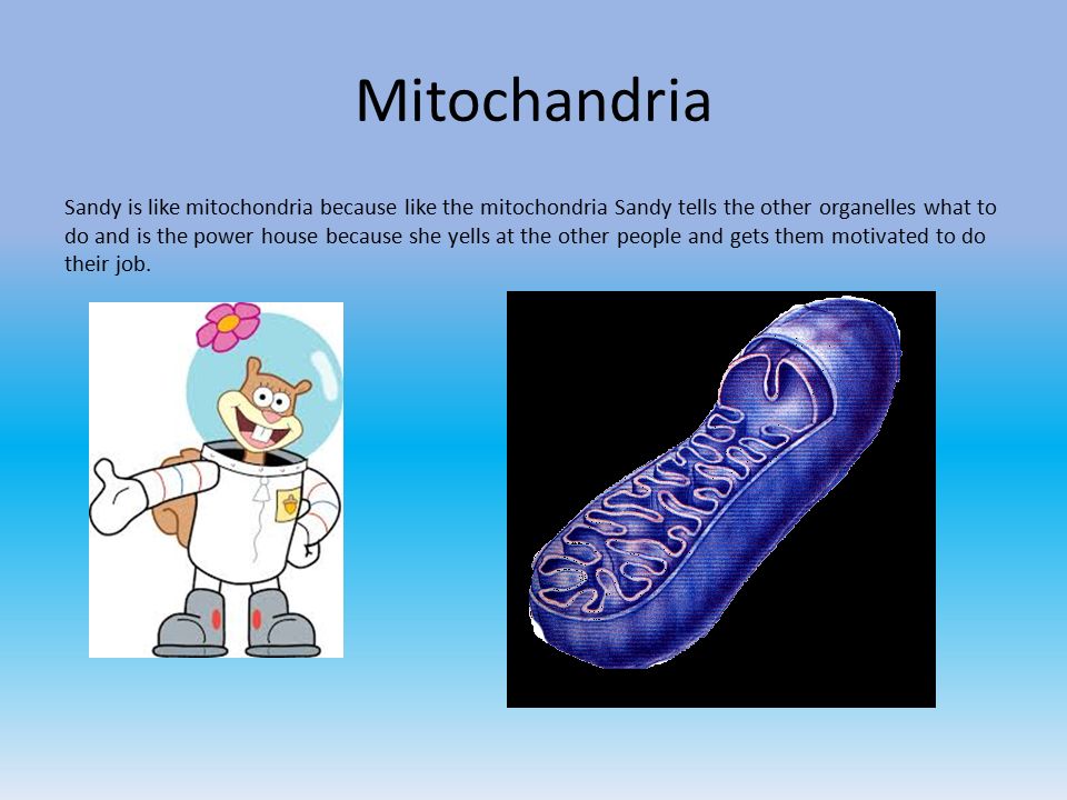 Mitochandria