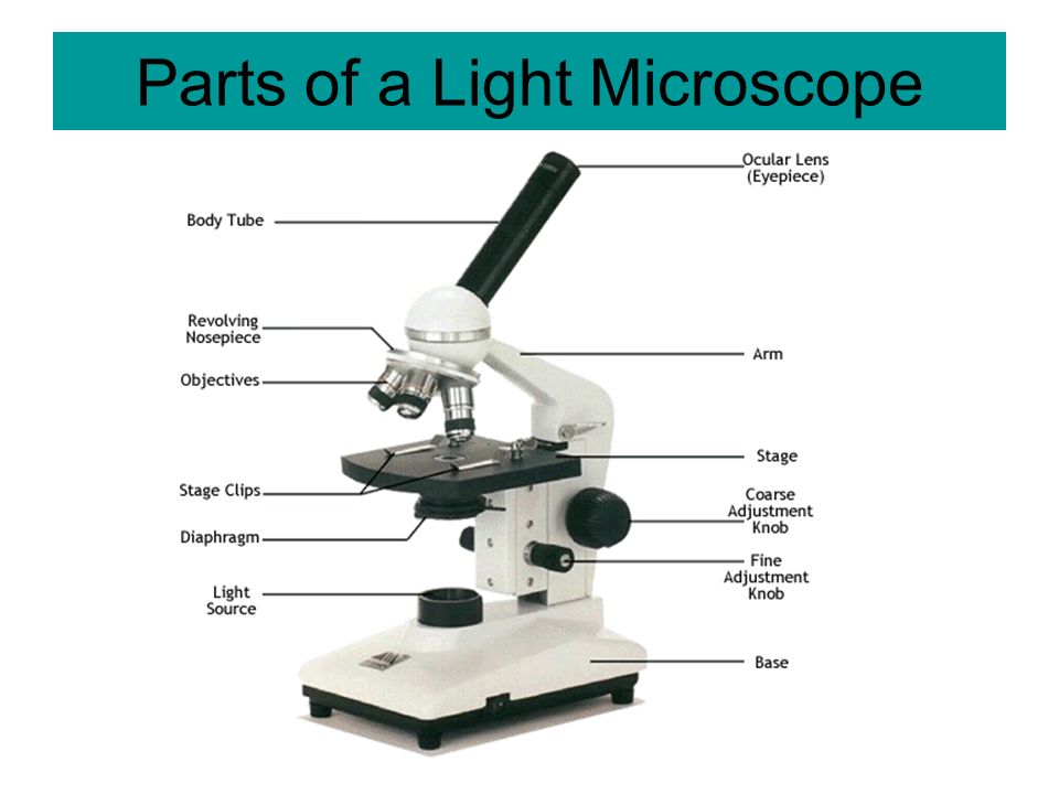 Source: Parts of a Light Microscope