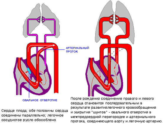 Сердечная система у детей. Схема кровообращения новорожденного ребенка. Изменения кровообращения после рождения. Сердечно-сосудистая система новорожденного. Строение сердца новорожденного.