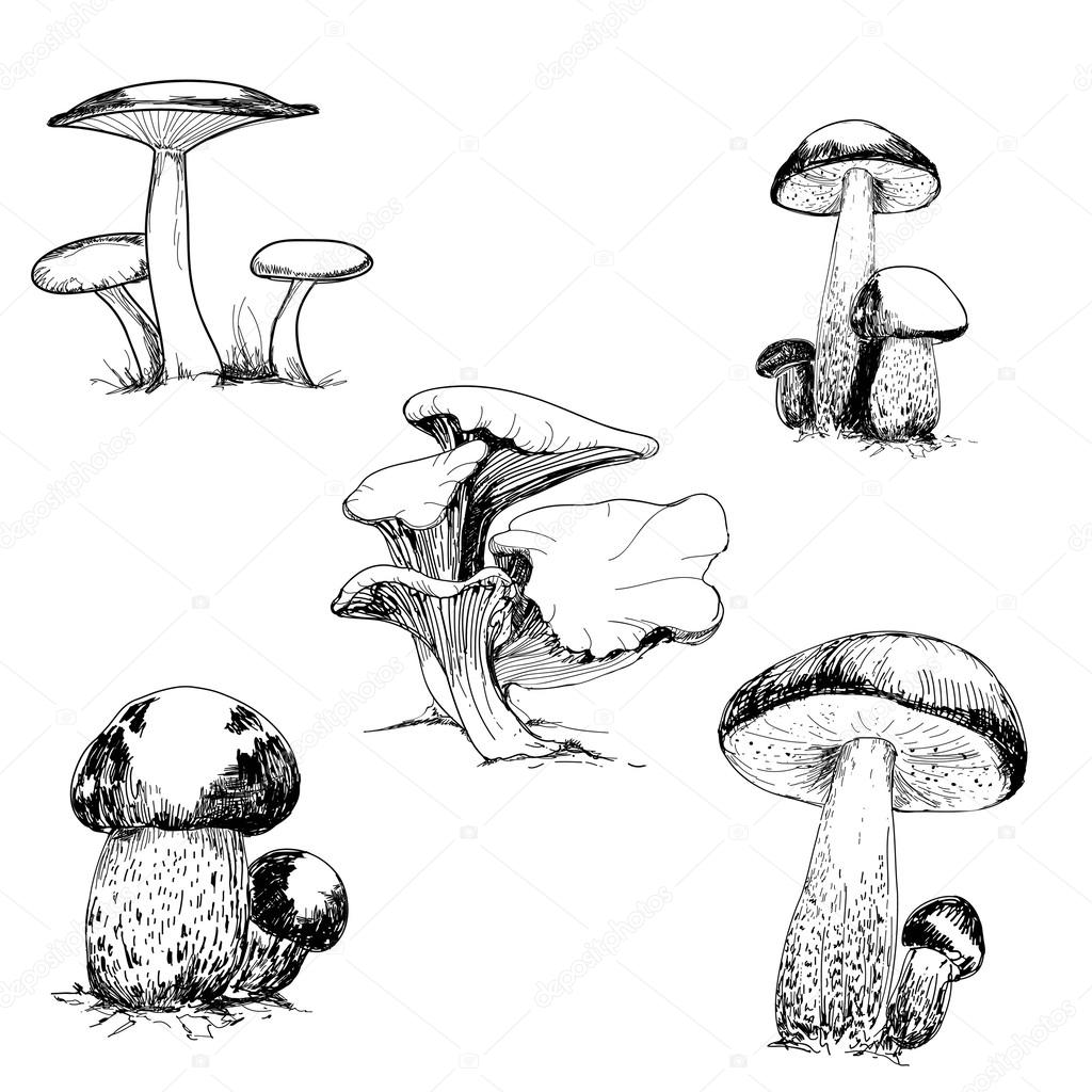 depositphotos 39393995 stock illustration set of wild mushrooms