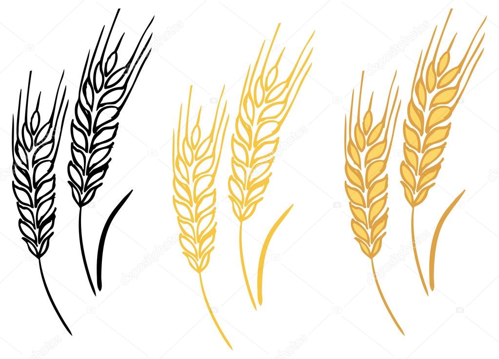 depositphotos 48731529 stock illustration wheat barley ears