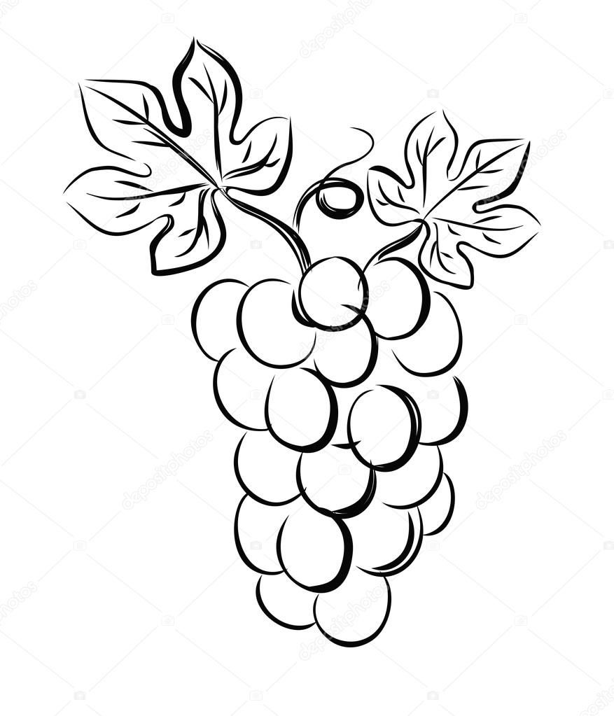 Векторный макет виноград