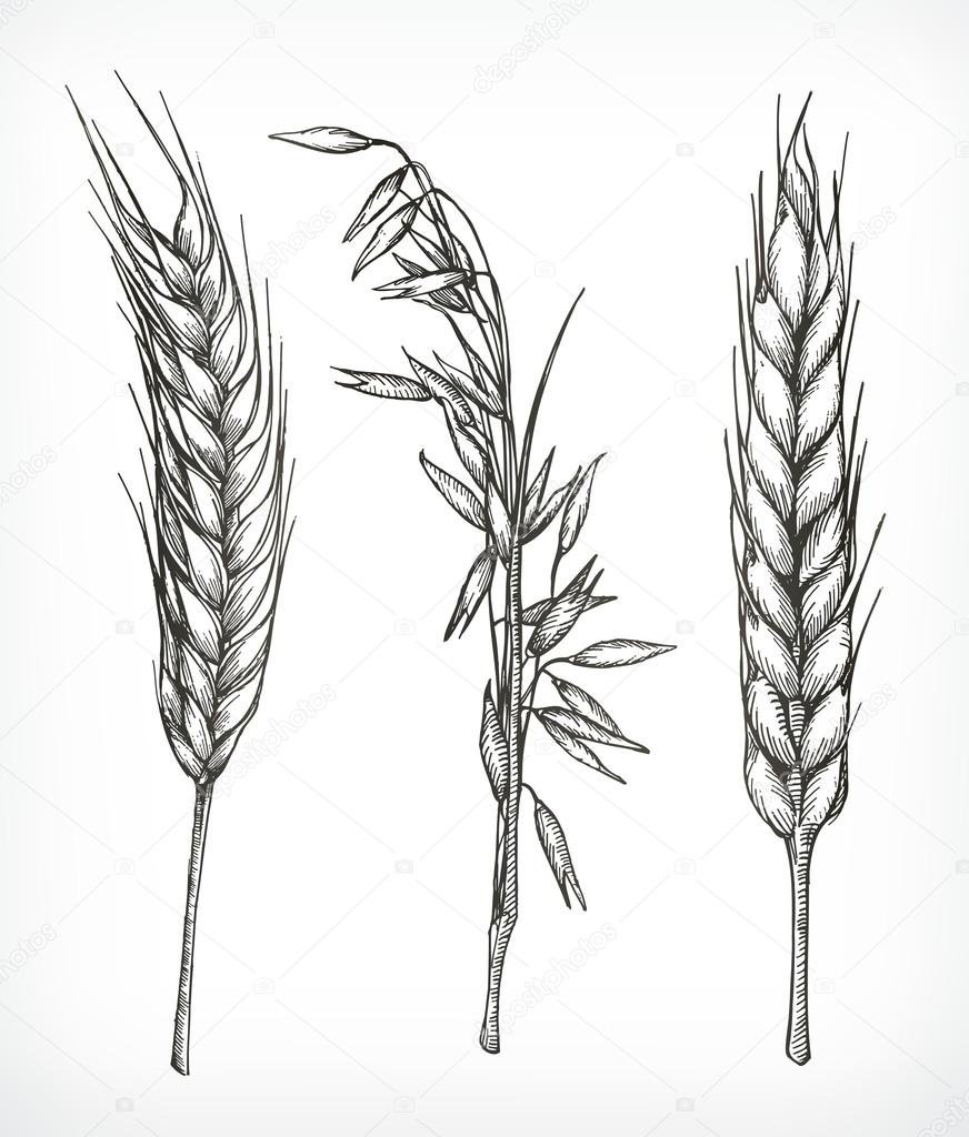 depositphotos 105065256 stock illustration crops wheat and oat sketches