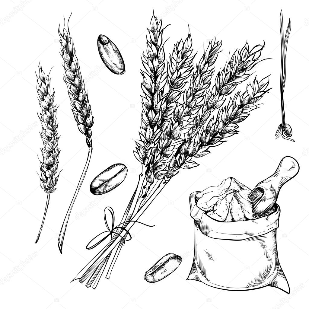 depositphotos 102704766 stock illustration wheat rye and barley isolated