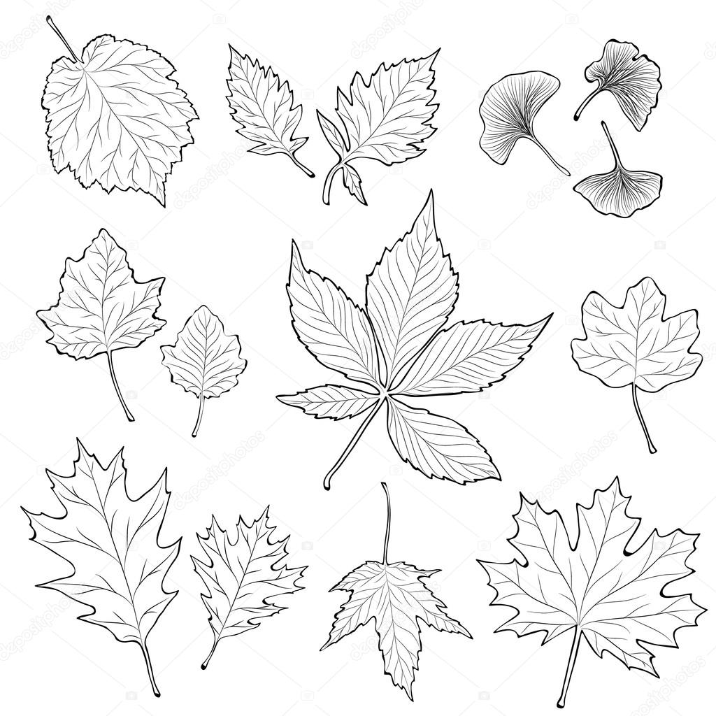 depositphotos 96650008 stock illustration leaves silhouette set