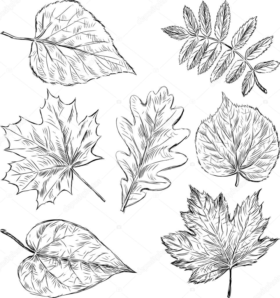 depositphotos 102480878 stock illustration sketches of leaves