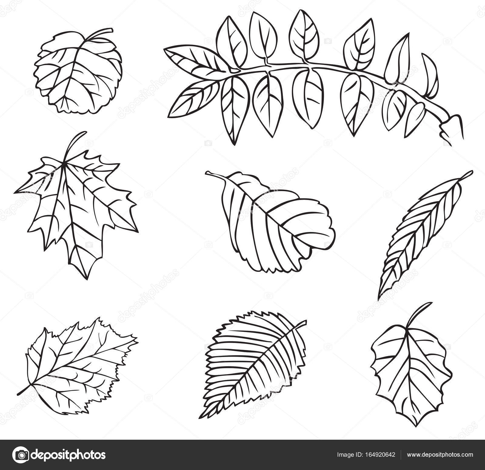 depositphotos 164920642 stock illustration tree leaves drawing