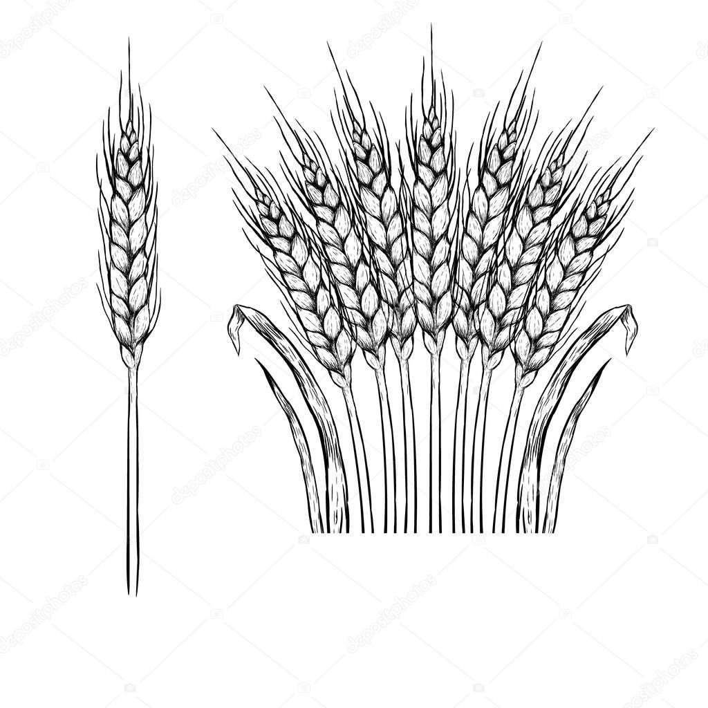 depositphotos 148704285 stock illustration hand drawn set of rye