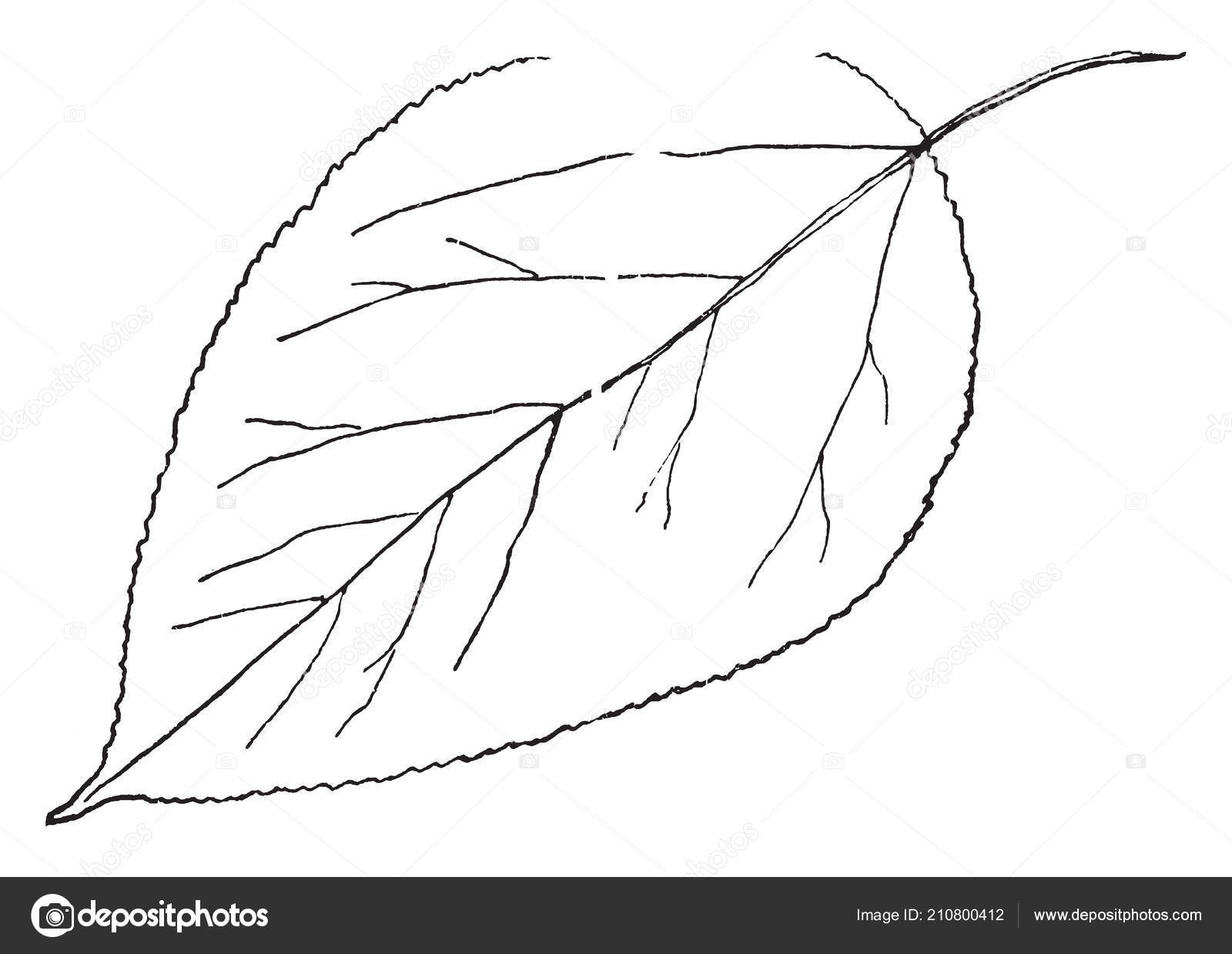 depositphotos 210800412 stock illustration picture bacca plant eight leaves