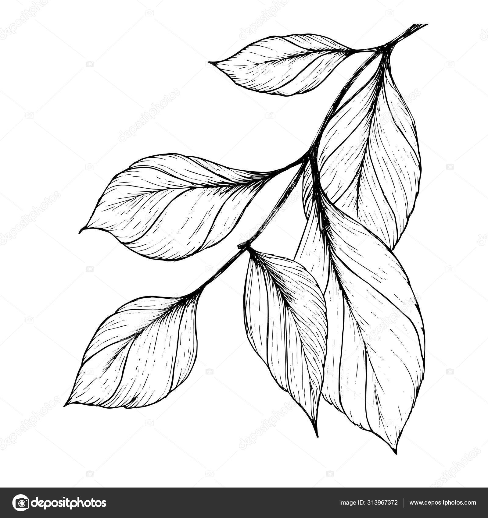 Зарисовка ветки с листьями