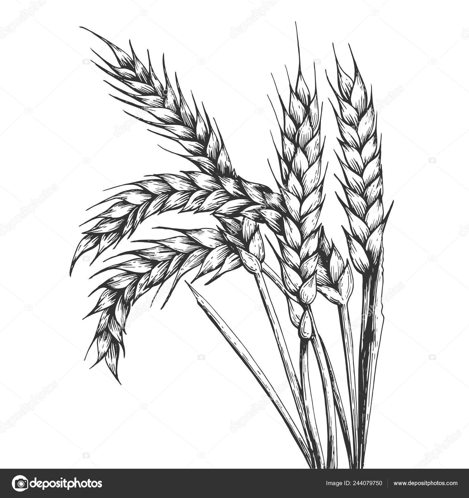 depositphotos 244079750 stock illustration wheat ear spikelet engraving vector