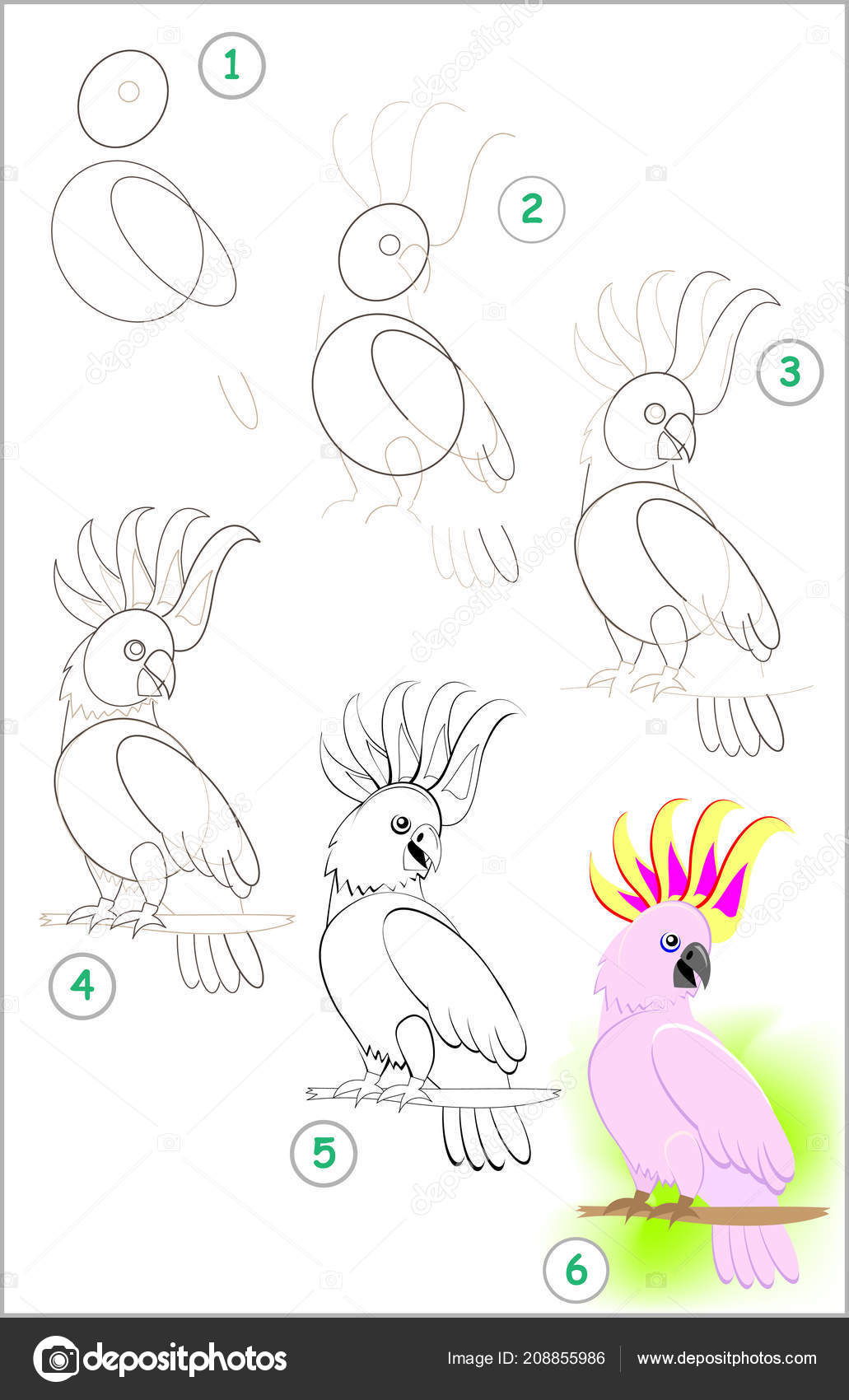Как пошагово нарисовать попугая