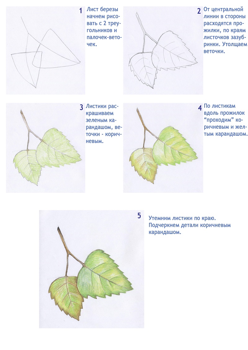 Рисунок листьев березы. Поэтапное рисование листа березы. Поэтапное рисование листьев березы. Поэтапное рисование листа осины. Как нарисовать лист березы карандашом поэтапно для детей.