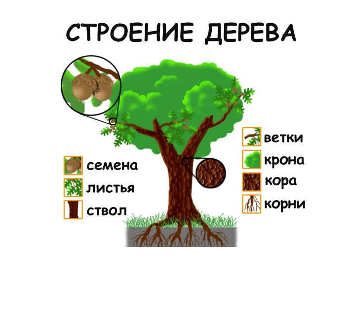 строение дерева картинки