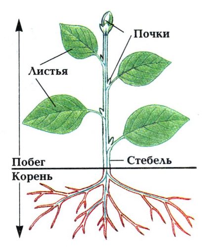 троение растения схема для детей