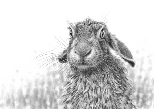 заяц картинки для детей нарисованные5