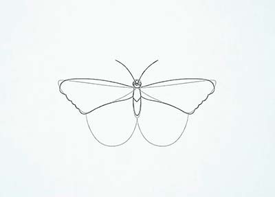 Как нарисовать реалистичную бабочку - Шаг 9