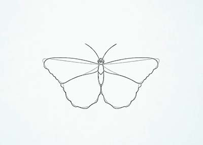 Как нарисовать реалистичную бабочку - Шаг 10