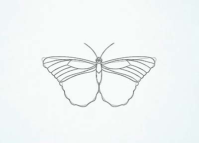 Как нарисовать реалистичную бабочку - Шаг 11