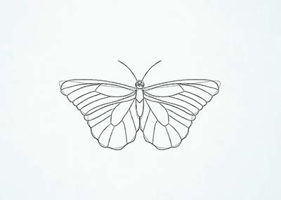 Как нарисовать реалистичную бабочку - Шаг 12