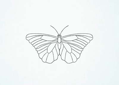 Как нарисовать реалистичную бабочку - Шаг 13
