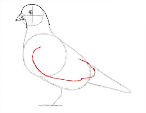 Как нарисовать голубя легко и просто - Шаг 11