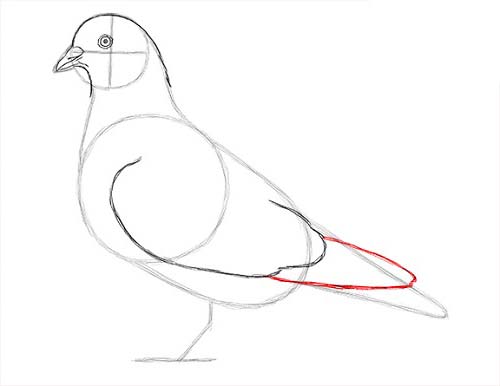 Как нарисовать голубя легко и просто - Шаг 12