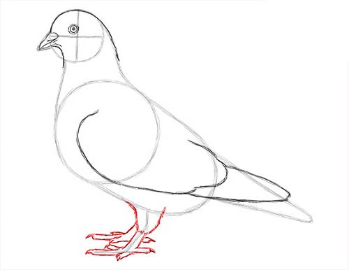 Как нарисовать голубя легко и просто - Шаг 13