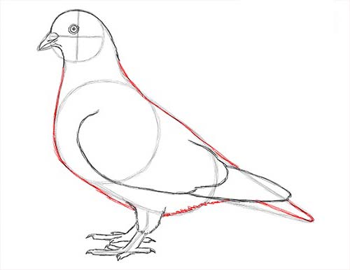 Как нарисовать голубя легко и просто - Шаг 14