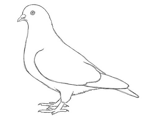 Как нарисовать голубя легко и просто - Шаг 15