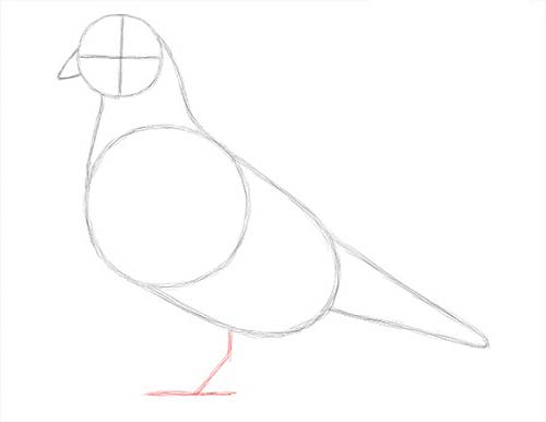 Как нарисовать голубя легко и просто - Шаг 7