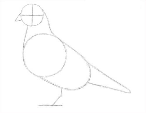 Как нарисовать голубя легко и просто - первоначальный набросок голубя
