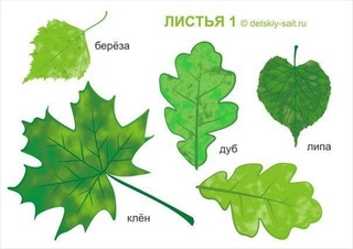 Виды деревьев в россии фото и названия по листьям