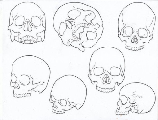 Череп человека рисунок карандашом