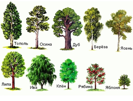 Derevya V Kartinkah I Ih Nazvaniya Nazvaniya Derevev Dlya Detej Vse Dlya Detskogo Sada