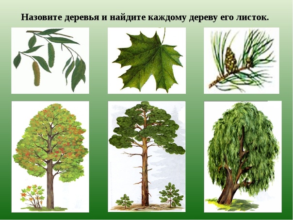 Как по картинке определить дерево