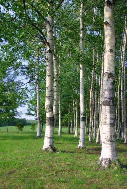 Как выглядит береза дерево фото