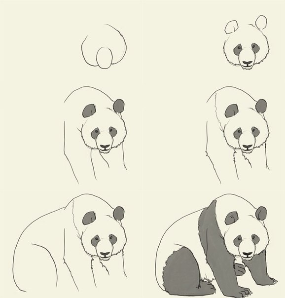 Как красиво нарисовать панду