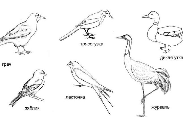Рисунок перелетные птицы 6 класс