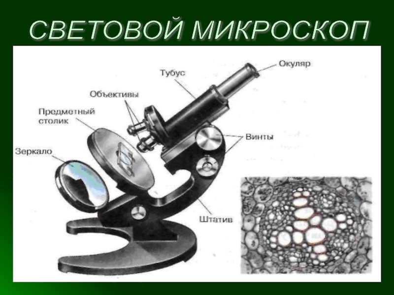 Картинка строение микроскопа