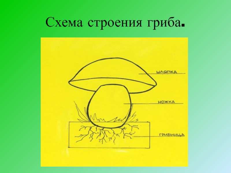 Рисунок схема гриба. Схема строения гриба. Строение гриба для дошкольников. Схема строения гриба 3 класс. Схема строения гриба для дошкольников.