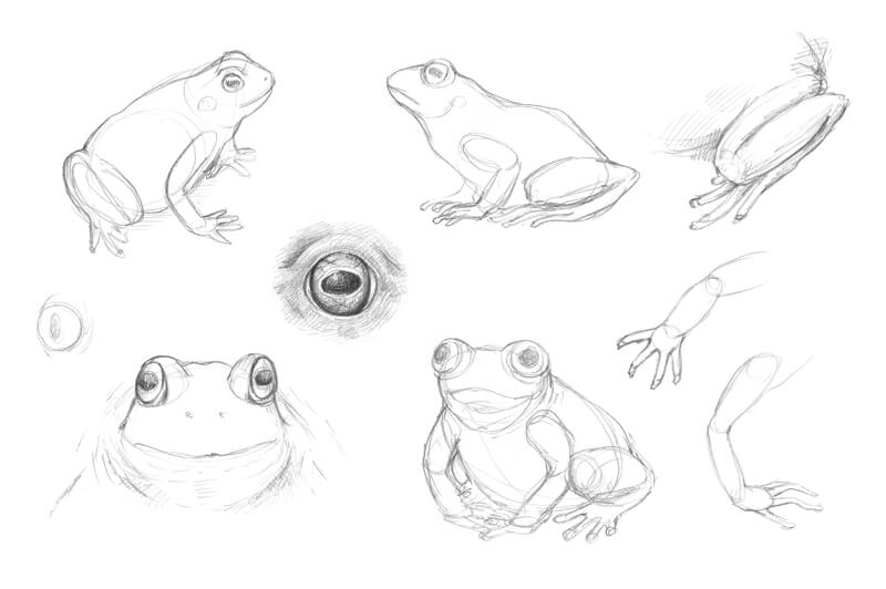 Frog drawing studies